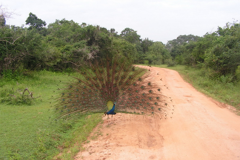 Sri Lanka, National parks